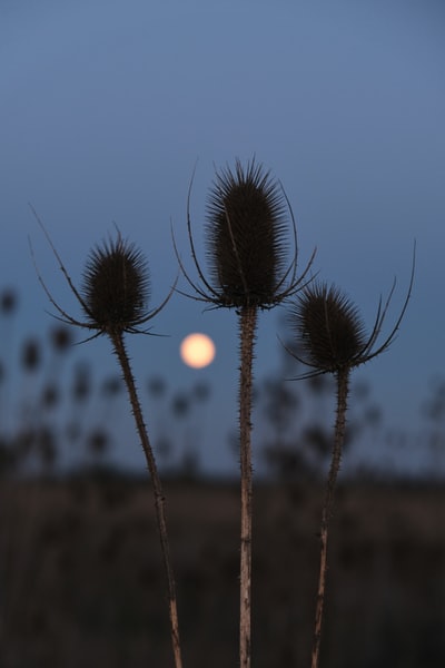 Dandelion silhouette of the sunset
